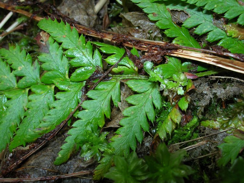 Dryopteridaceae Polystichum andersonii