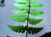image of Cystopteris fragilia