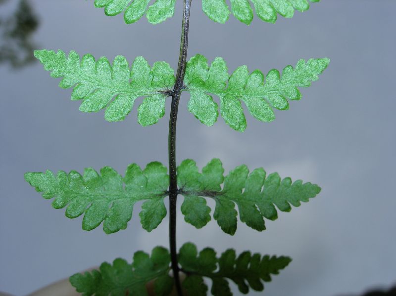 Cystopteridaceae Cystopteris fragilia