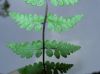 image of Cystopteris fragilia