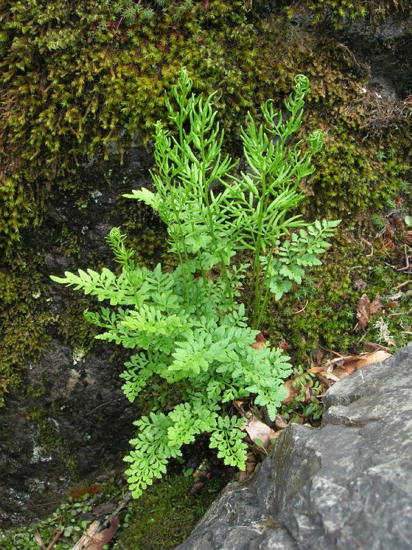 Pteridaceae Cryptogramma acrostichoides