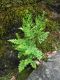 image of Cryptogramma acrostichoides