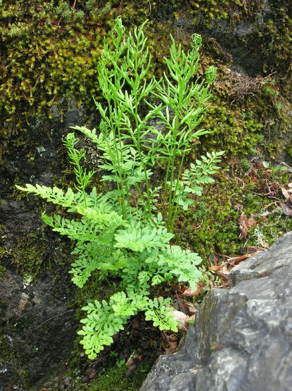 Pteridaceae Cryptogramma acrostichoides
