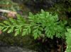 image of Cryptogramma acrostichoides