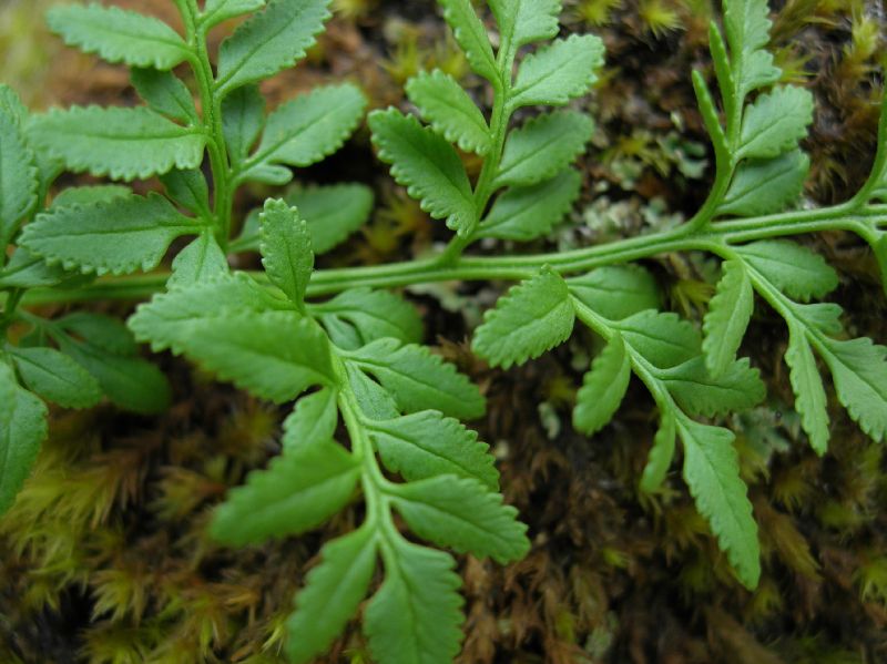 Pteridaceae Cryptogramma acrostichoides