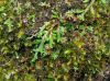 image of Selaginella wallacei
