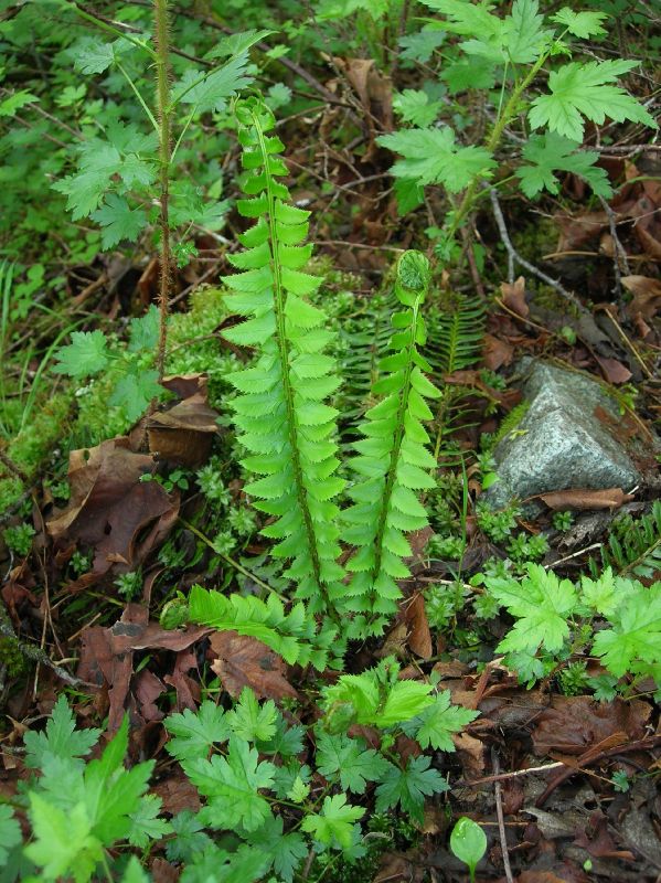 Dryopteridaceae Polystichum lonchitis