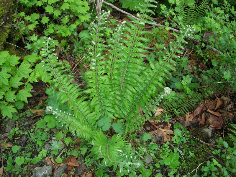 Dryopteridaceae Polystichum andersonii