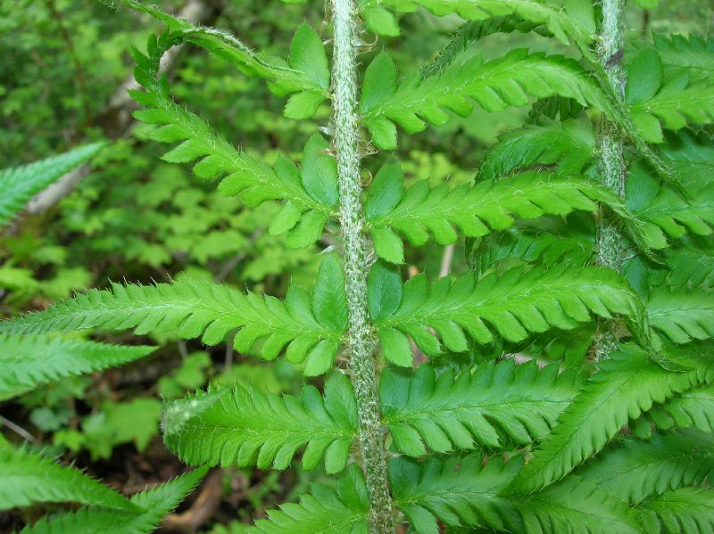 Dryopteridaceae Polystichum andersonii