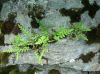 image of Polypodium amorphum