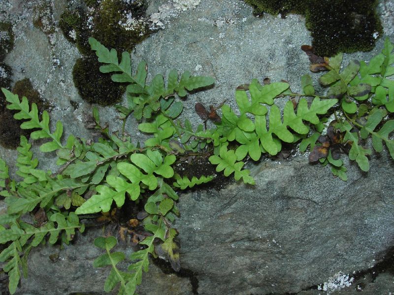 Polypodiaceae Polypodium amorphum