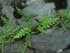 image of Polypodium amorphum