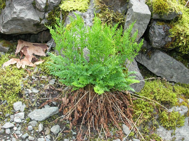 Pteridaceae Cryptogramma acrostichoides