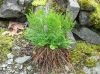 image of Cryptogramma acrostichoides