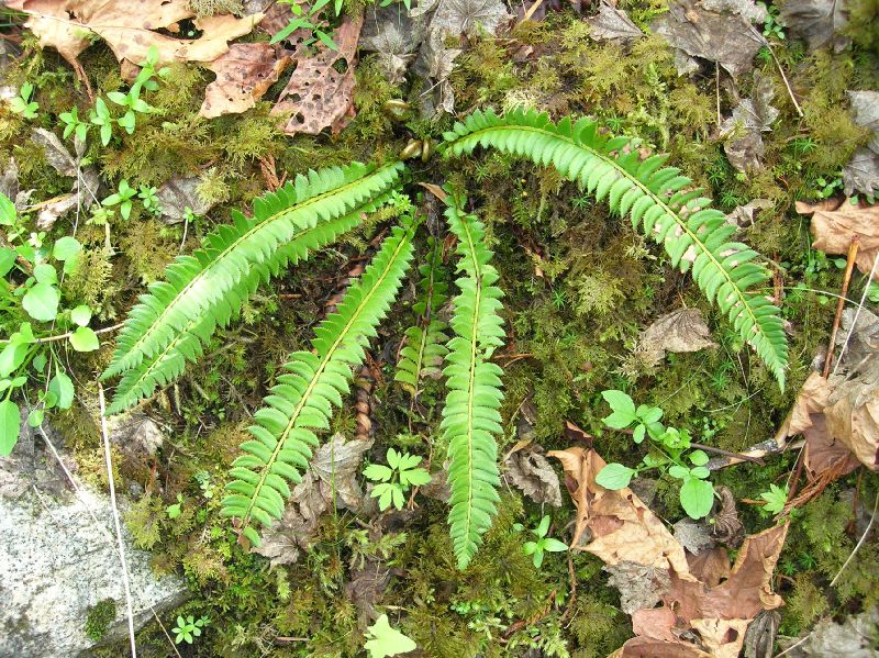 Dryopteridaceae Polystichum lonchitis