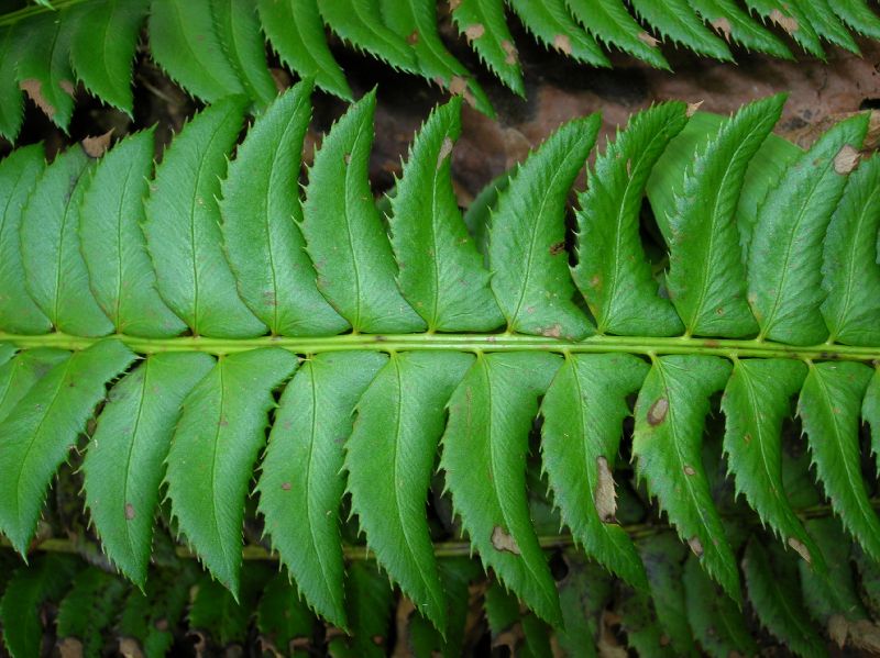 Dryopteridaceae Polystichum lonchitis