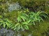 image of Polypodium amorphum