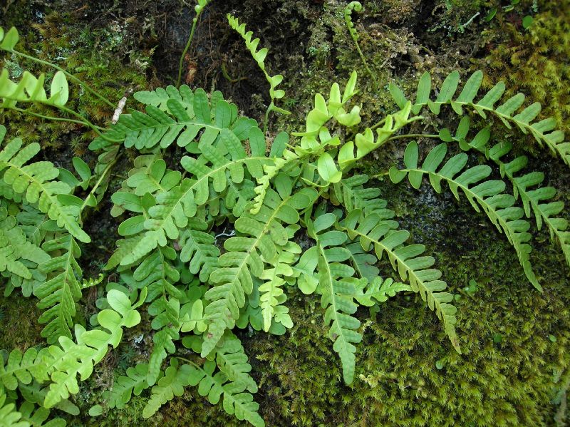 Polypodiaceae Polypodium amorphum
