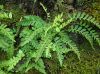 image of Polypodium amorphum
