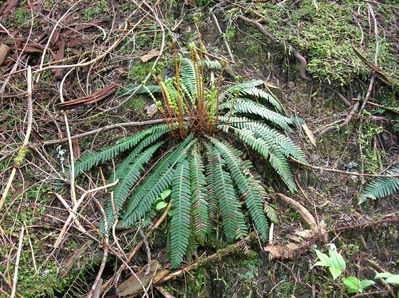 Blechnaceae Austroblechnum penna-marina