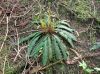 image of Austroblechnum penna-marina