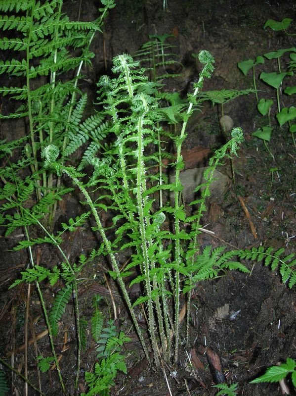 Thelypteridaceae Oreopteris quelpaertensis