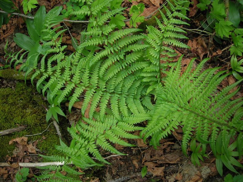 Dryopteridaceae Dryopteris filix-mas