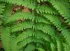 image of Dryopteris filix-mas