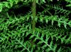 image of Dryopteris filix-mas