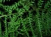 image of Dryopteris filix-mas