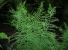 image of Dryopteris filix-mas