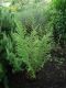 image of Dryopteris filix-mas