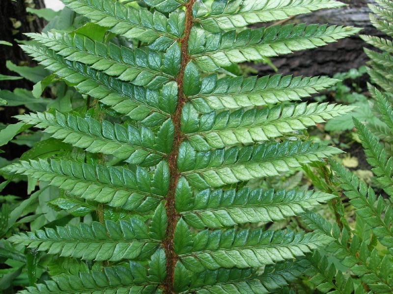 Dryopteridaceae Polystichum neolobatum