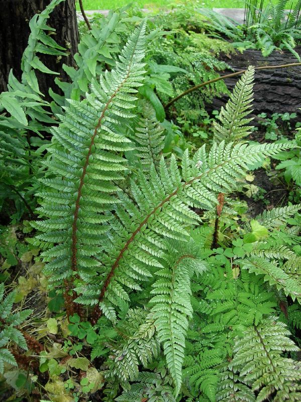 Dryopteridaceae Polystichum neolobatum