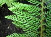 image of Polystichum setiferum