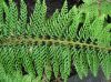 image of Polystichum setiferum