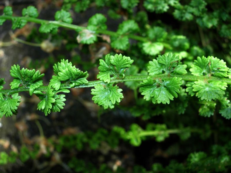 Athyriaceae Athyrium filix-femina