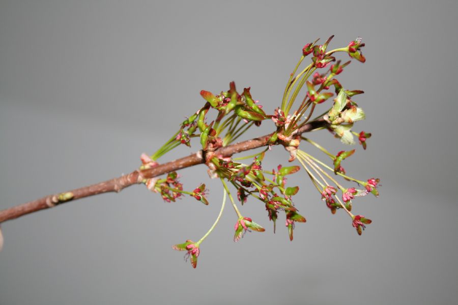 Aceraceae Acer rubrum