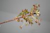 image of Acer rubrum