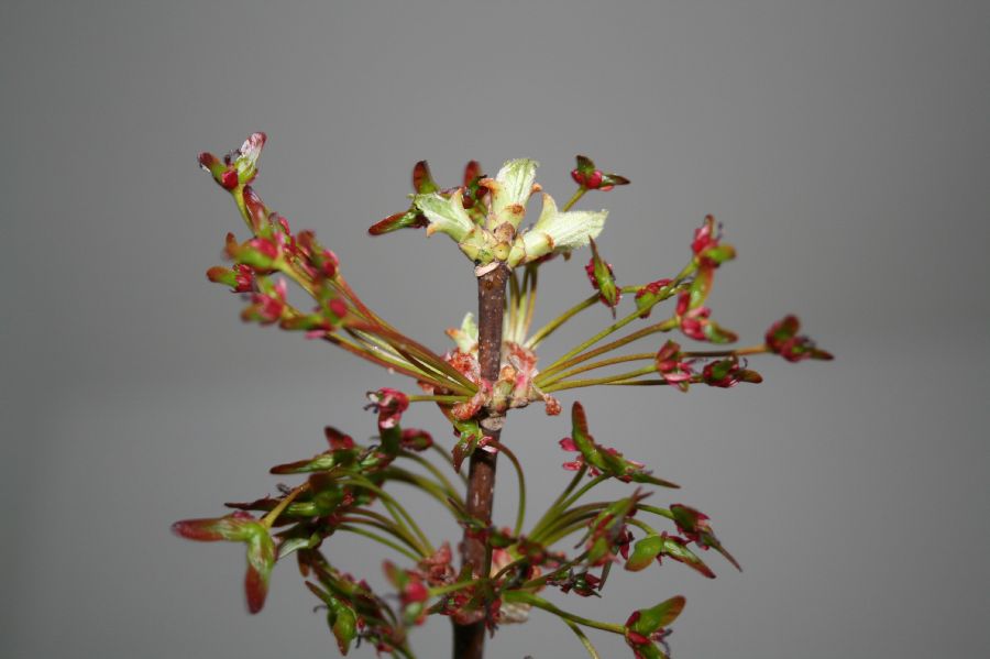 Aceraceae Acer rubrum