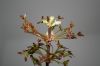 image of Acer rubrum