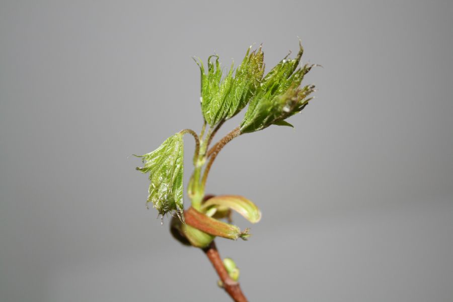 Aceraceae Acer rubrum
