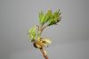 image of Acer rubrum