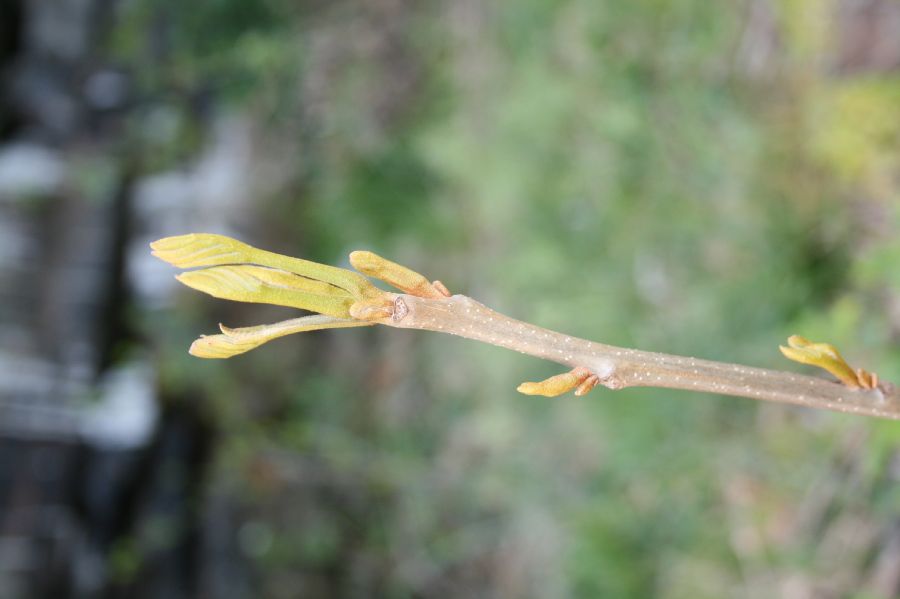 Juglandaceae Carya cordiformis