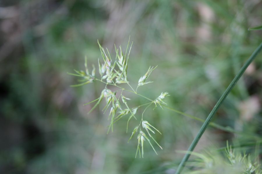 Poaceae Poa bulbifera