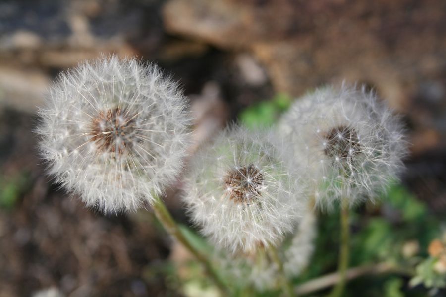 Asteraceae Taraxacum officinale