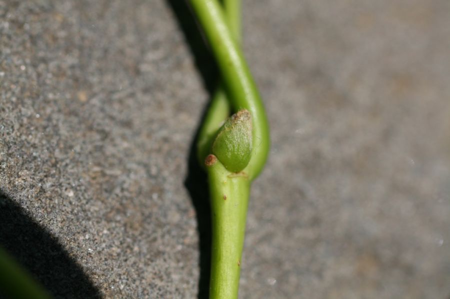 Tiliaceae Tilia americana
