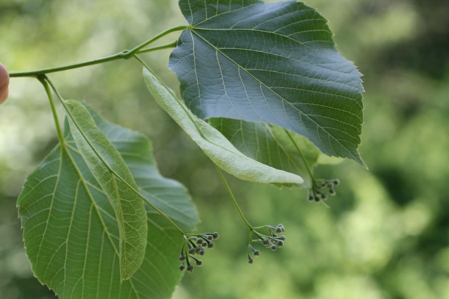 Tiliaceae Tilia americana