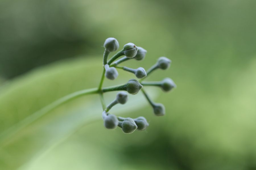 Tiliaceae Tilia americana