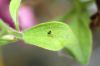 image of Petunia 